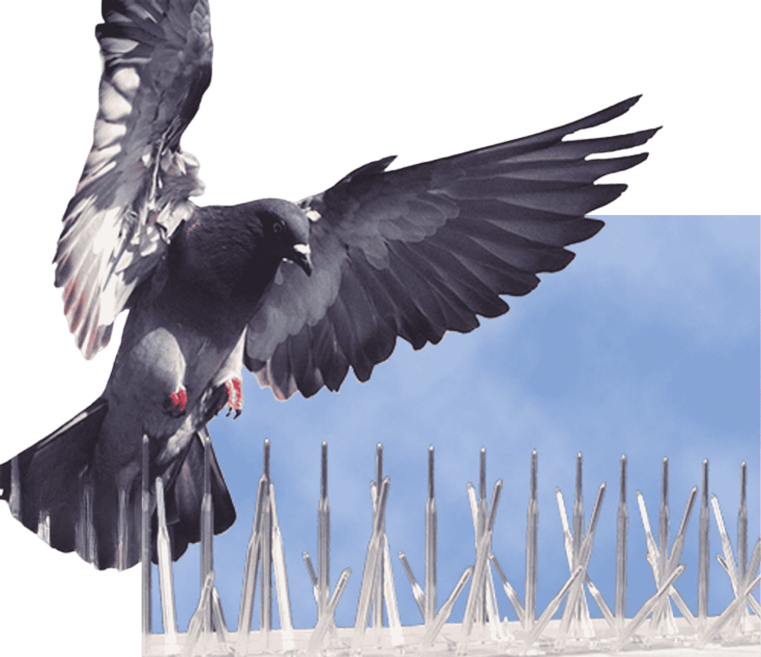 best bird spikes company online